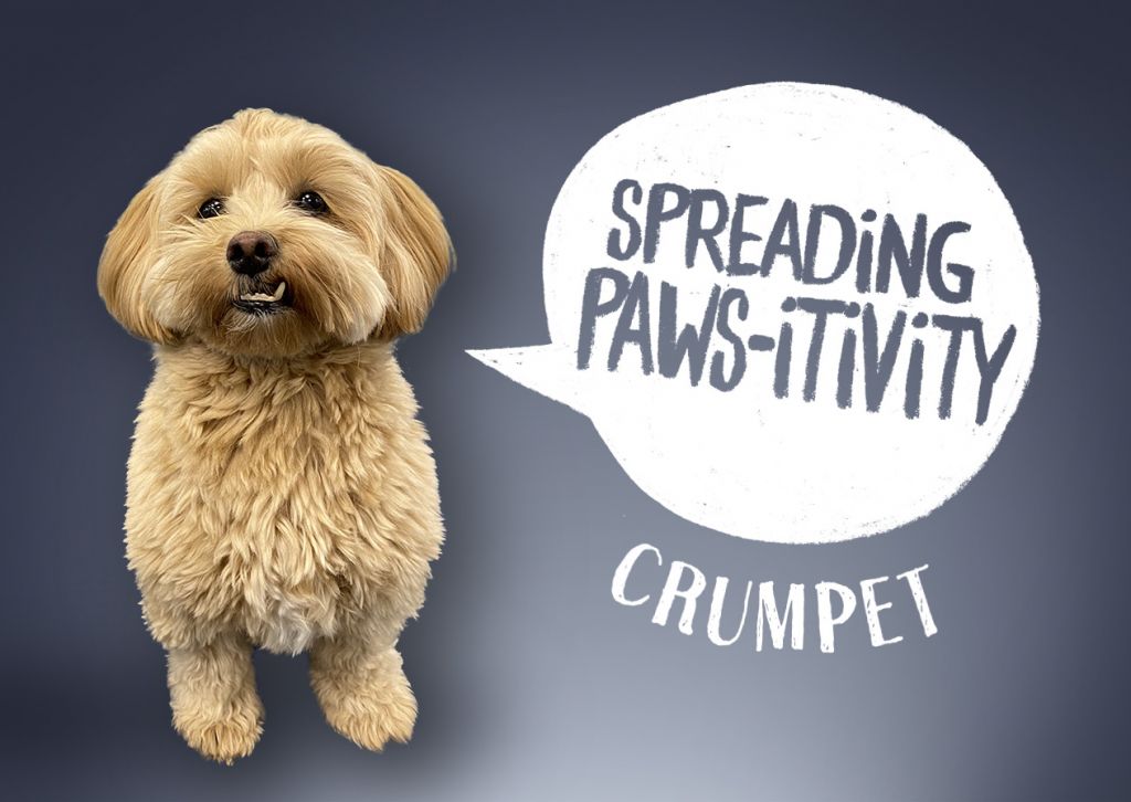 Crumpet