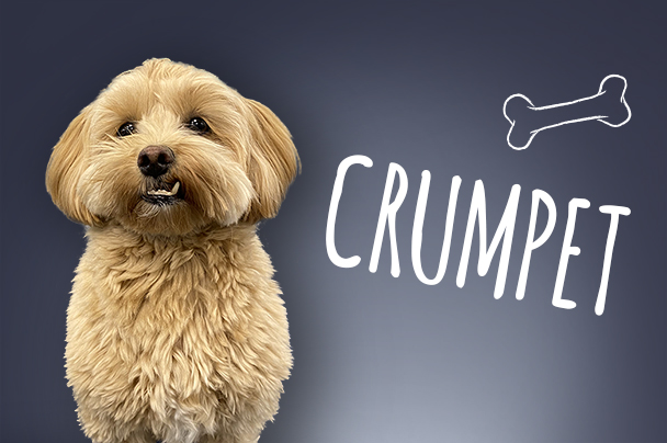 Crumpet